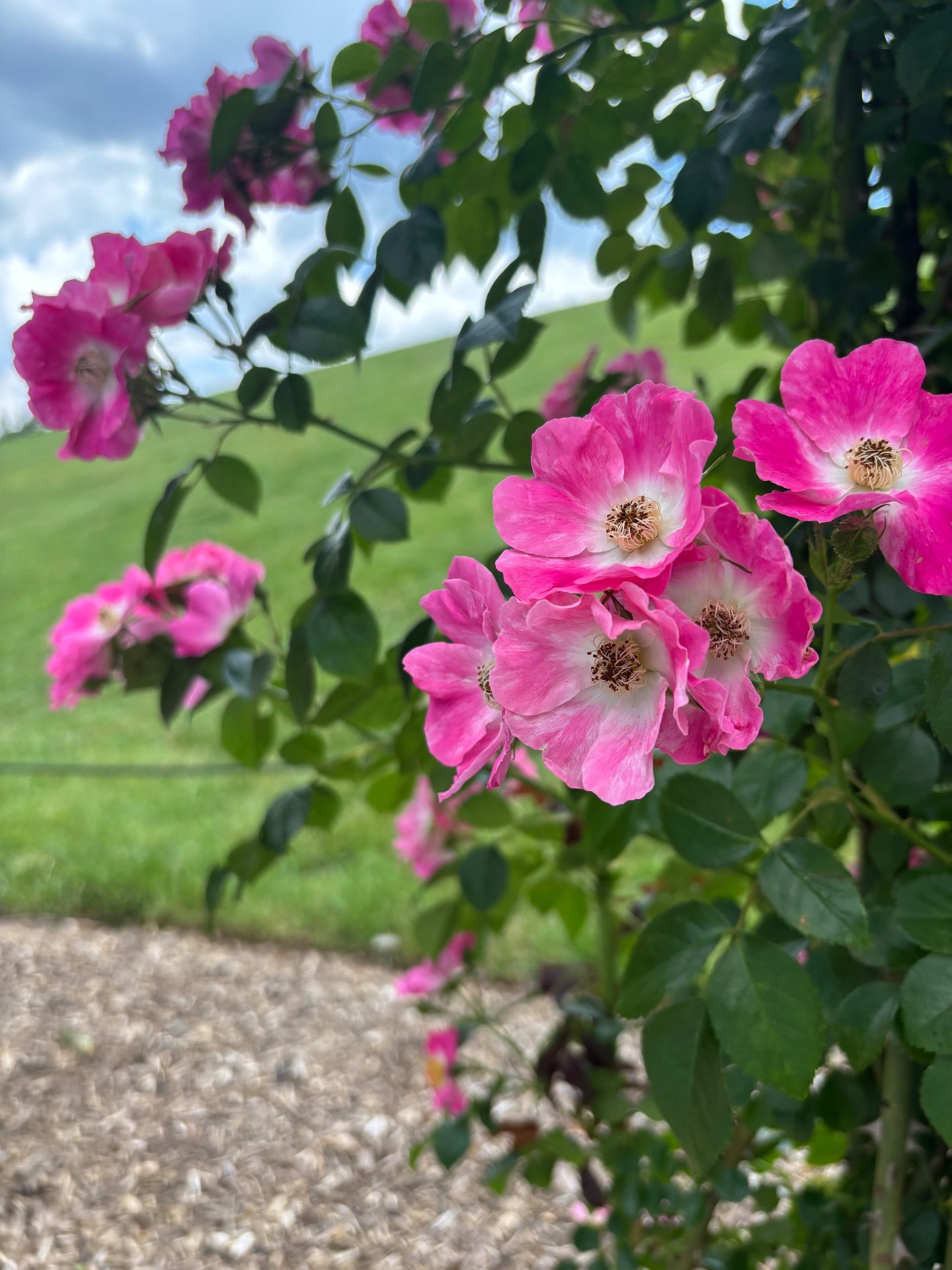 Pink flowers in a Lancaster garden