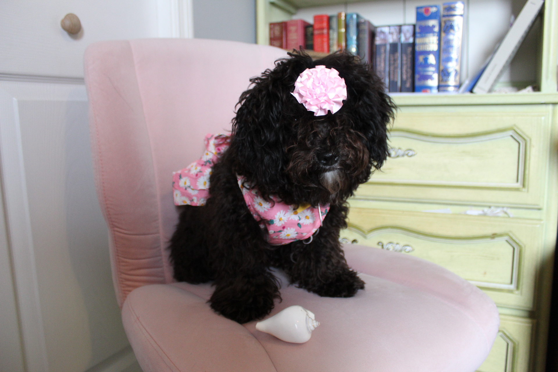 Lyric Burkholder, Sandra's small black dog, sitting on a pink chair